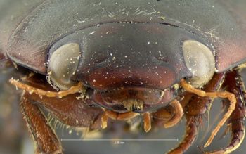 Media type: image;   Entomology 6042 Aspect: head frontal view